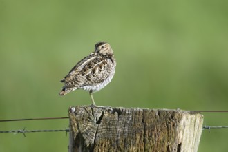 Common snipe (Gallinago gallinago), standing on fence post, pasture fence, Dümmer nature park Park,