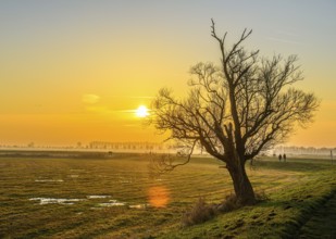 Sunset over a wide landscape at the river Hunte with a bare willow (salix spec.) in the foreground,