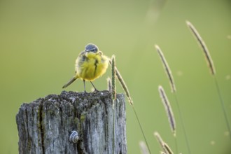A yellow wagtail (Motacilla flava) with yellow plumage fluffs its feathers on a wooden post,