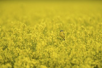 Yellow wagtail (Motacilla flava) in extensive yellow rape field with calm background,