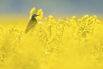 Yellow wagtail (Motacilla flava) between bright yellow rape flowers in soft light, Dümmerniederung,