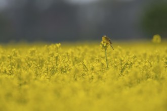 Yellow wagtail (Motacilla flava) sitting on a yellow rape plant in a flowering field under a grey