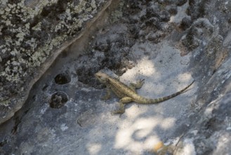 Lizard basking in the shade on a rocky ground, lizard, Caucasus Agame (Paralaudakia caucasia),
