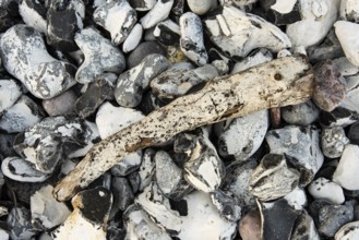 Feuerstein on the sink of the chalk coast on Rügen, Rügen, Mecklenburg-Western Pomerania, Germany