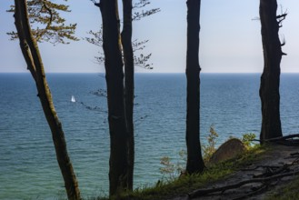 View of the Baltic Sea from chalk cliffs in Jasmund National Park on Rügen, Sassnitz, Rügen,