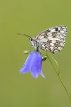 Checkerspot butterfly (Melanargia galathea) on bellflower (Campanula), Bad Münstereifel, North