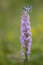 Checkerspot butterfly (Melanargia galathea) on Gymnadenia conopsea, Bad Münstereifel, North