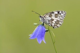 Checkerspot butterfly (Melanargia galathea) on bellflower (Campanula), Bad Münstereifel, North