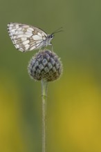 Checkerspot butterfly (Melanargia galathea), Bad Münstereifel, North Rhine-Westphalia, Germany