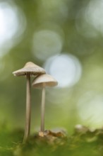 Lilac bonnet (Mycena pura), Ahlhorn, Lower Saxony, Germany