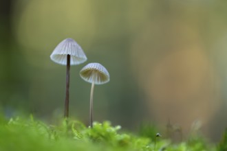 Mycena metata, Pilz, Ahlhorn, Lower Saxony, Germany
