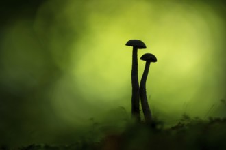 Mushroom in Urwald Baumweg, Ahlhorn, Lower Saxony, Germany