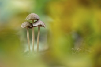Düngerling (Panaeolus), mushroom, Ahlhorn, Lower Saxony, Germany
