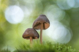 Pinnate shortling or pinnate fibreling (Psathyrella candolleana), Ahlhorn, Lower Saxony, Germany