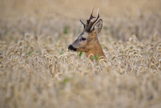 Roebuck (Capreolus capreolus) in wheat, Vechta, Lower Saxony, Germany