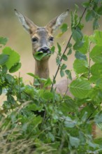 Female roe deer (Capreolus capreolus) in a meadow, grazing on a leaf, feeding, browsing, Vechta,