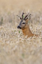 Roebuck (Capreolus capreolus) in wheat, Vechta, Lower Saxony, Germany