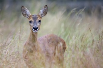 Female roe deer (Capreolus capreolus) in a meadow, Vechta, Lower Saxony, Germany