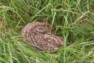 Fawn of a fallow deer (Dama dama) hidden in a meadow, Lower Saxony, Germany
