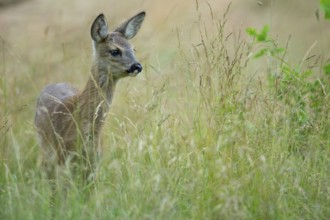 Fawn of a roe deer (Capreolus capreolus) in a meadow, Oldenburger Muensterland, Vechta, Lower