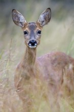 Female roe deer (Capreolus capreolus) in a meadow, Vechta, Lower Saxony, Germany