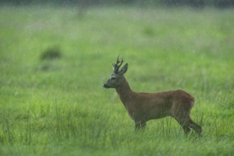 Roebuck (Capreolus capreolus) in the rain in a meadow, Vechta, Lower Saxony, Germany