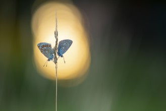 Blue butterfly (Polyommatus icarus), Goldenstedt moor, Goldenstedt, Lower Saxony, Germany