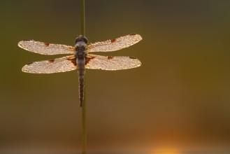 Four-spotted dragonfly (Libellula quadrimaculata) in the morning dew in the moor, Goldenstedter