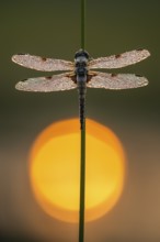 Four-spotted dragonfly (Libellula quadrimaculata) in the morning dew in the moor, Goldenstedter