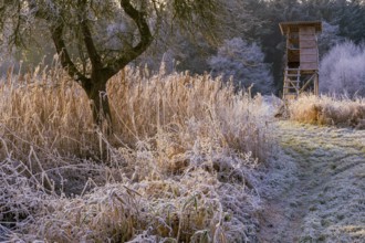 Winter hoarfrost at Ahlhorn fish ponds, high sitting, hunting, Ahlhorn fish ponds, Ahlhorn, Lower