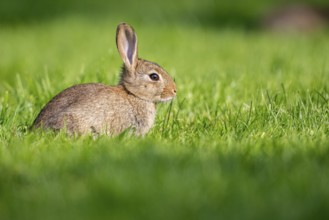 Wild rabbit (Oryctolagus cuniculus), Stapelfeld, Cloppenburg, Lower Saxony, Germany