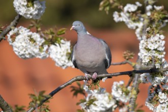 Woodpigeon (Columba palumbus) in a flowering cherry tree, Vechta, Lower Saxony, Germany