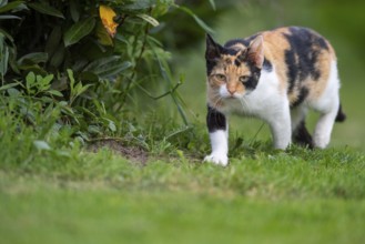 House cat in the garden, Stapelfeld, Cloppenburg, Lower Saxony, Germany