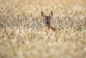 Female roe deer (Capreolus capreolus) in wheat, Vechta, Lower Saxony, Germany