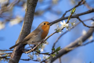 European robin (Erithacus rubecula), Vechta, Lower Saxony, Germany