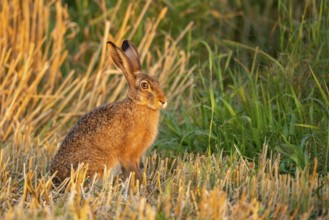 European hare (Lepus europaeus), Vechta, Lower Saxony, Germany