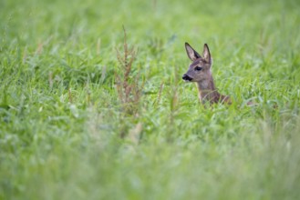 Roe deer, fawn (Capreolus capreolus), Vechta, Lower Saxony, Germany