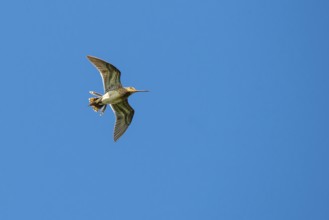 Common Snipe in mating flight, Lembruch, Lower Saxony, Germany