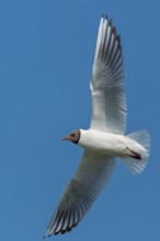 Flying Black-headed Black-headed Gull (Chroicocephalus ridibundus), Lembruch, Lower Saxony, Germany