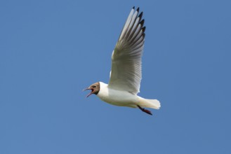 Flying Black-headed Black-headed Gull (Chroicocephalus ridibundus), Lembruch, Lower Saxony, Germany