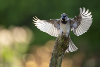 House Sparrow (Passer domesticus), Vechta, Lower Saxony, Germany
