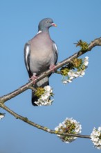 Woodpigeon (Columba palumbus) in a flowering cherry tree, Vechta, Lower Saxony, Germany