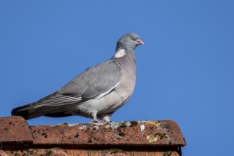 Woodpigeon (Columba palumbus), Vechta, Lower Saxony, Germany
