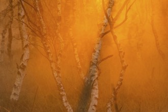 Birches (Betula) in the fog at dawn in the Molberger Dose, moor, raised bog, Molbergen, Lower