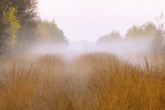 Fog is lying over the moor in Molberger Dose, Molbergen, Lower Saxony, Germany