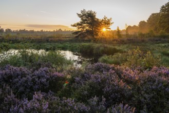 Sunrise in Venner Moor at heather blossom in late summer, Neuenkirchen-Vörden, Lower Saxony,