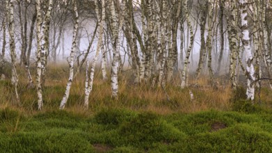 Birch forest and fog at daybreak in the Molberger Dose, Hochmoor, Molbergen, Lower Saxony, Germany