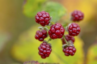 Blackberries (Rubus sect. Rubus), Goldenstedt, Lower Saxony, Germany