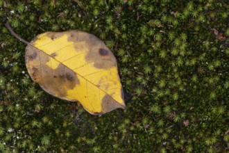 Leaf in autumn colors in moss, Goldenstedt, Lower Saxony, Germany