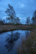 Birch in Hahnenmoor at the blue hour, Hahnenmoor, Herzlake, Lower Saxony, Germany